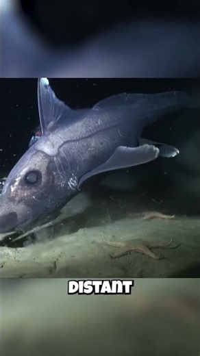 Ghost Sharks: They're NOT Sharks?! 🤯