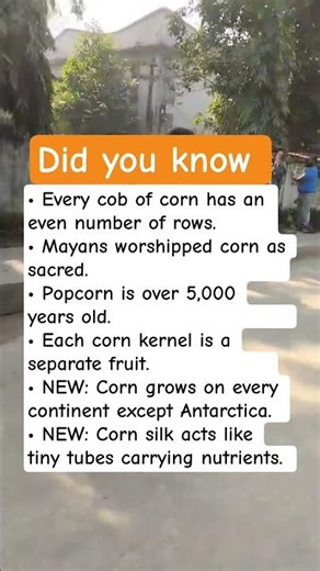 “Amazing Corn Facts Nobody Knows”
