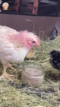 Three chicks are friends #shorts 5