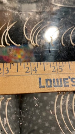 Reconstructing a Rattlesnake Skeleton: A Detailed Guide