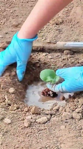 planting small green plant seedling into wet hole on dry soil using hands with blue gloves