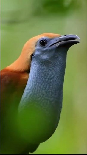 Witness the Elusive Capuchinbird Its Secret Life Revealed in Stunning Detail 🌳