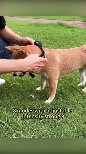 Smart Remote Dog Training