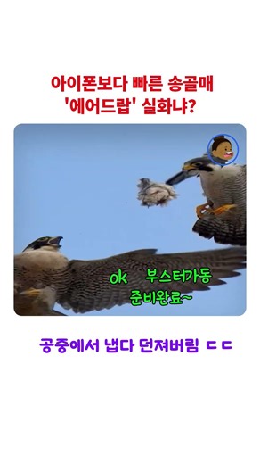 시속 380km '하늘의 지배자' 송골매의 공중 먹이 전달