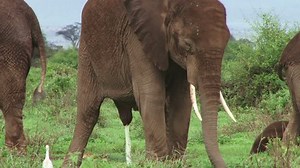 Elephant Urinating Bush Stock Footage Video (100% Royalty-free) 16397683 | Shutterstock