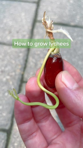 Grow Your Own Lychees: Planting Seeds From Grocery Store Fruit
