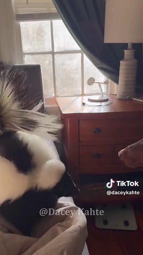 These skunks are way too cute #skunk #skunksoftiktok #cuteanimals #animalsoftiktok #foryou