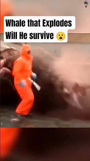 Exploding Whale: The Science Explained