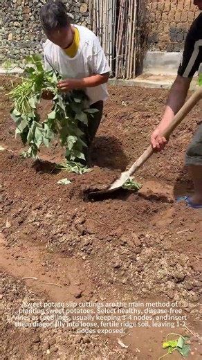 Great teamwork digging and planting!👯