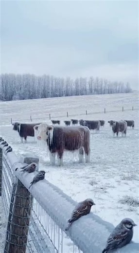 #cows #save #snow