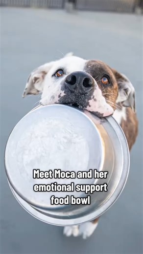 Some dogs have their favorite toy… Moca has her emotional support bowl. 🥹 🥣 She carries it everywhere — on walks, in the play yard, even when she’s greeting visitors. She’s been waiting for someone who’ll love her (and her bowl) just the same. 💛 If you're interested in meeting with this sweet and silly girl, stop by our Leslie A. Malone Center! | Humane Colorado