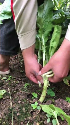 #farming #enjoyrurallife #naturerurallife #rurallife #vegetables #garden #rogator #short