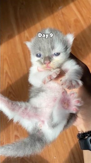 Timelapse cute kitten 60 days 😍 #cat #kitten #catvideos #timelapse #rescuecat #kucinglucu