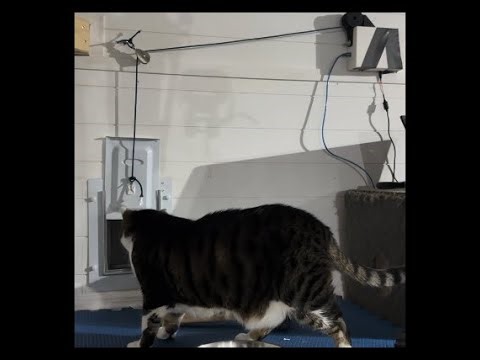 Automatic Cat Door Demonstration