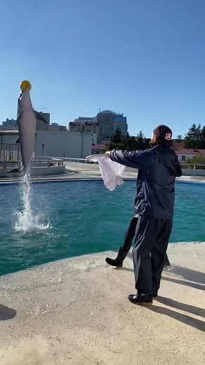 Dolphin Trainer Performs Amazing Tricks with Dolphin