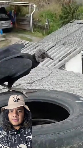 Andean Condor Facts and Behavior | Amazing Wildlife Encounters