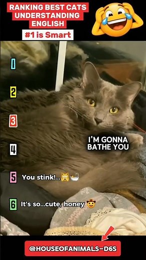 Ranking Cats Understanding English 🧠🐱