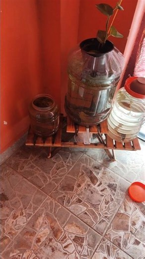 guppy குட்டி போட்டுருச்சி 🍼#fish #aquarium #aquariumfishmarket #guppy