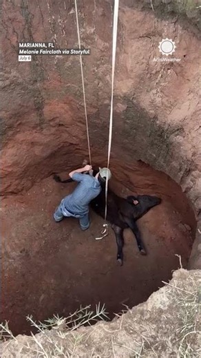 This Calf Almost Didn't Make It Out!