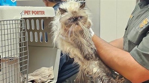 Persian cats rescued from Merced County U-Haul van will soon be adoptable