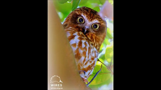 The Southern Boobook is Australia's smallest and also most common owl. It is also known as the 'Mopoke', can you hear why? These owls feed mainly at night on insects and small mammals like mice. They locate their prey by listening and watching from a tall perch and they take flying prey like moths and small bats in mid-air while ground prey are pounced upon. They usually nest in tree hollows and the female incubates the eggs, but both male and female feed the young. Image thanks to Sharon G McCa