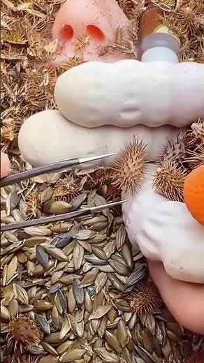 Xanthium seed taking-out process with tweezers