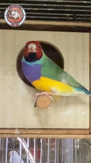Gouldian Finch Birds Breeding...