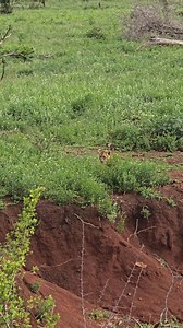 So cute to watch this young simba playing around Just witnessed the most adorable sight of a young simba tumbling around! 🦁 Seriously, their playful energy is infectious and so much fun to observe. It's moments like these that make me appreciate the wild beauty of the savanna. Thinking about heading to the 🦁 monument soon to see more of these amazing creatures. This little guy was full of curiosity and so much life! Definitely a highlight of my day. # SimbaAdventures #WildlifePhotography #Natu