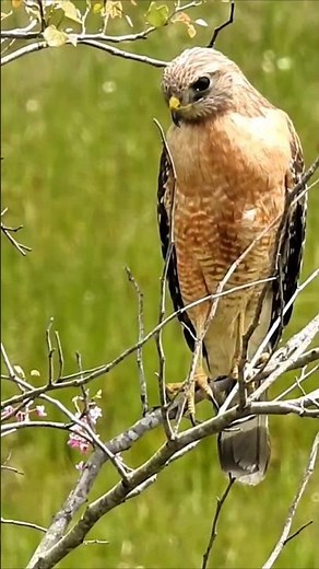 TEXAS RED SHOULDERED HAWK