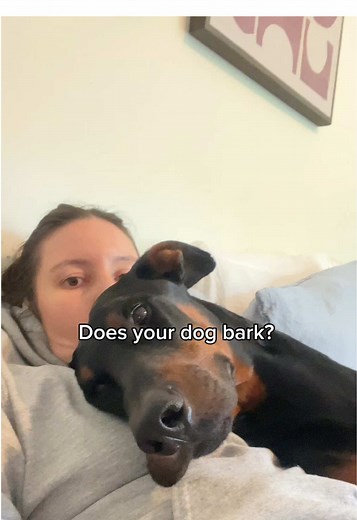 How To Teach A Doberman To Roll Over Easily