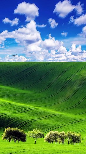 Panorama Alam Pedesaan - Green Grass Background Video