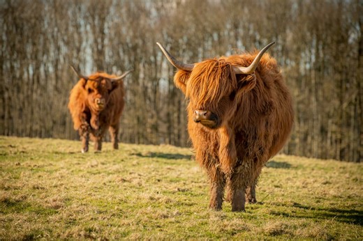 Glasgow Walks: 9 brilliant places to walk this weekend in and around Glasgow