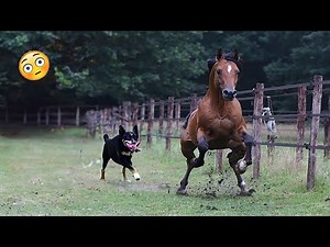 Best funniest horses of the week - Funny And Cute horses Video Compilation 2024 🐴2
