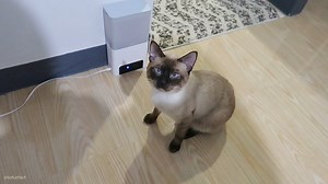 43K views · 3K reactions | my siamese cat at night be like  #cats #siamese #catmeow | TOFU | Facebook