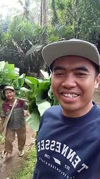 Pulang ngonten dari rumah mas ARMANTO ketemu Mbah muhroji lagi ngarit tanaman lumbu kebon