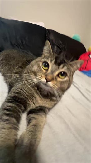 my darkest dreams 😈 #fyp #cat