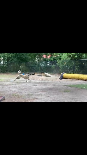 💕Lassie here…my foster mom said that a really scared dog came to the rescue and needs my help! Her name is Gabby and she is very afraid of people and that’s why they needed me! I use to be just like her and being a part of A4P family for almost 1 yr now, I have learned that they aren’t that bad! Even though I can still be timid with new people I learn to love them over time. But anyways, here I am at work showing Gabby it’s fun to run and play! The humans were so proud of me! This is Gabbys fir