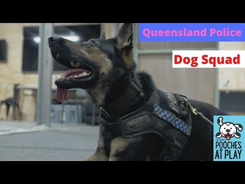 How Police Dogs get trained: Queensland Police Dog Squad