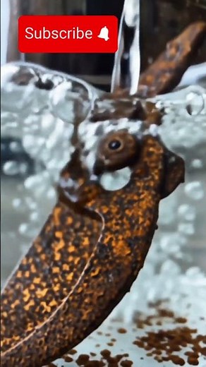 Acid Cleaning a Rusted Steel Garden Shears Blade #acidcleaning #rustremoval #GardenShears