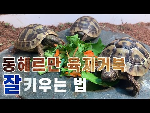 Raising an East Hermann's tortoise! ​​Housing, feeding, and even adult and baby sizes!