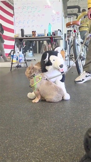 Need a Smile? Tank Sinatra Delivers 🐕 #dogtraining #cutedog