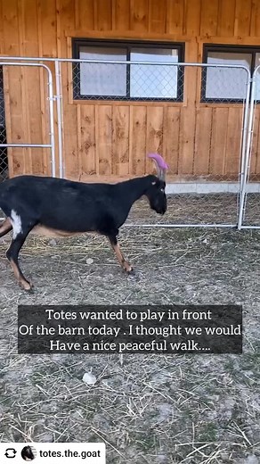 @totes.the.goat Totes will always make time to stop and smell… or taste the flowers. 🌼 Silly me thought that Totes would be a calm fellow for a walk out front of the barn tonight. The willow blooms are starting to fall, so I figured I would unleash the beast to enjoy short season delicacy. Totes was racing from shrub to shrub, grabbing every bloom he could. He shook branches to drop the loose ones, and horned others. He left lots of snacks behind for the horses who had already picked all the bl
