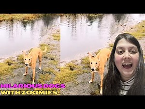 Zoomies Take Over: Dogs Gone Wild!