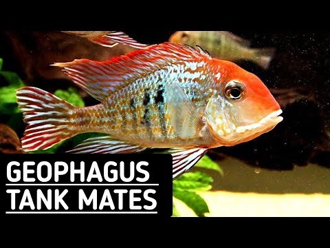 Geophagus tapajos tank mates | Geophagus tank mates .