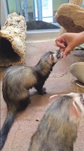 Training Session With Our Domestic Ferrets