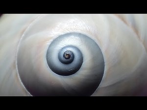 Identifying Moon Snails of Southwest Florida!