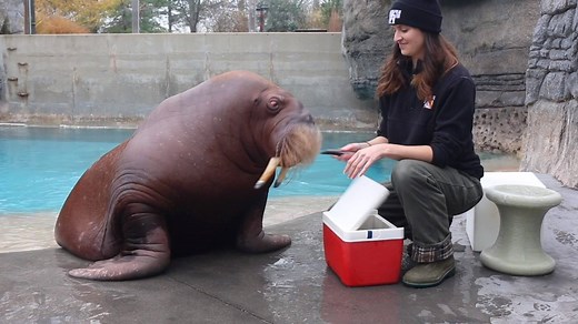 23K views · 787 reactions | There’s nothing better than walrus on Wednesday! To celebrate Walrus Awareness Week, Erika is giving everyone an inside look at daily training sessions with 5-year-old Pakak. They’re an important part of our walrus’ overall care and help strengthen the bond between our trainers and animals. (You’ll want the sound on for this one!) | Indianapolis Zoo | Facebook