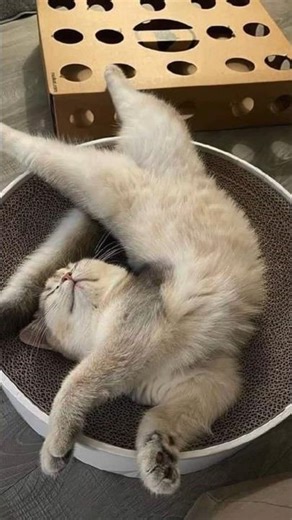 Cats are built different!