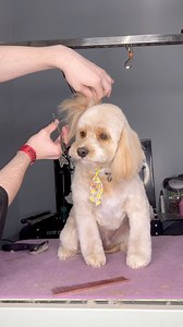 167K views · 10K reactions | anyone want some chicken katsu?! . #doggrooming #dogs #cavapoo #dogsbylogan . Follow for more dog videos -> @dogsbylogan | Logan Rago | Facebook