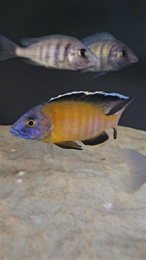 Malawi Cichliden Rietberg 🐠 | Dennis on Instagram: "The color in real is so amazing. Aulonocara stuartgranti Usisya 💛 💙 🐠✨ #cichlids #aquarium #afrika #fish #cichliden"